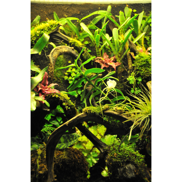 Terrarium sur mesure -paludarium - terrarium tropical humide