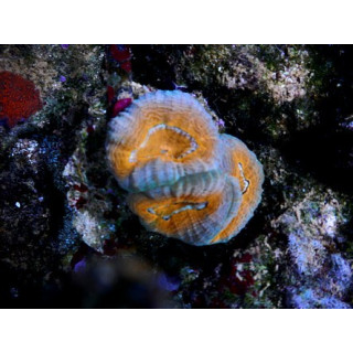 Lobophyllia corymbosa