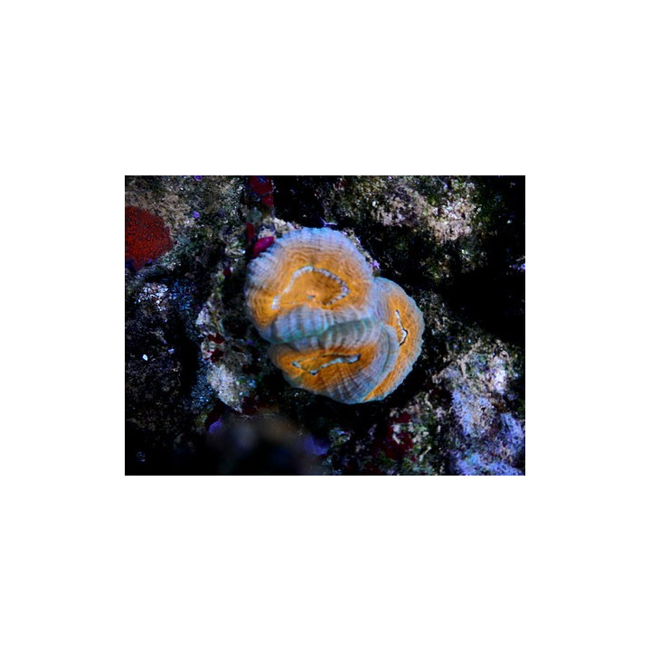 Lobophyllia corymbosa