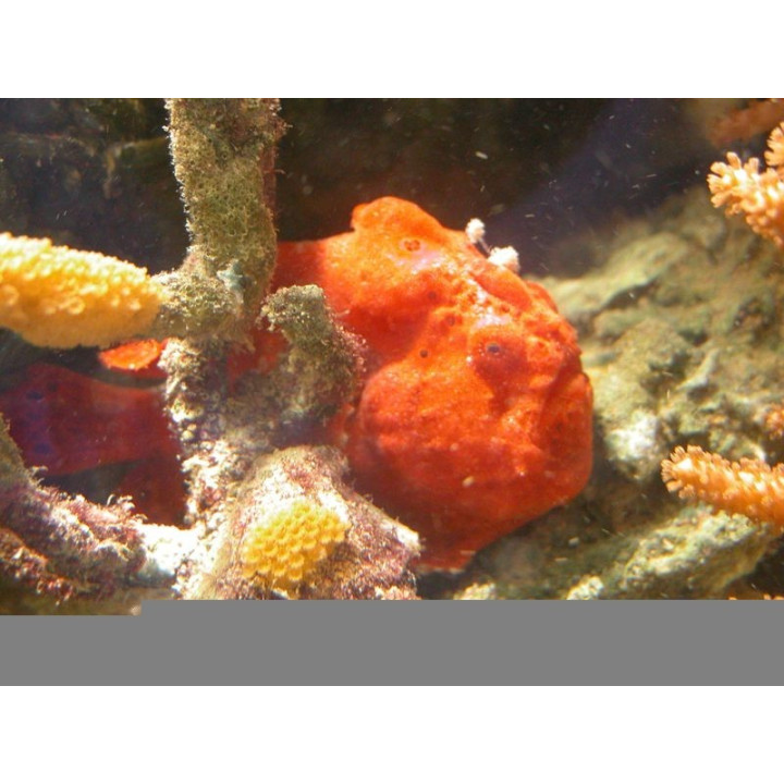 Antennarius maculatus