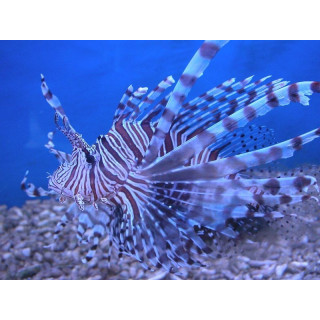 Pterois antennata