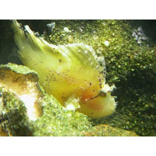 Taenianotus triacanthus