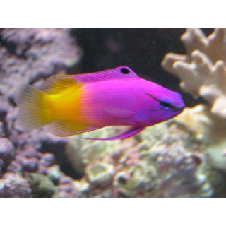 Gramma loreto - vanille fraise des Cara"ibes - Aquarium sur mesure