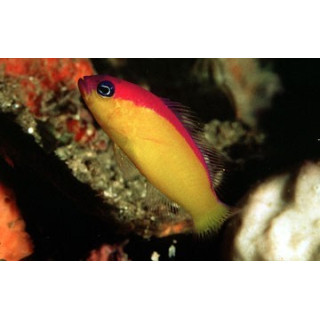 Pseudochromis diadema