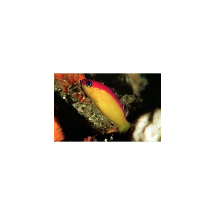 Pseudochromis diadema