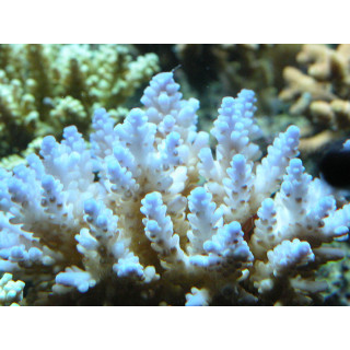 Acropora selago