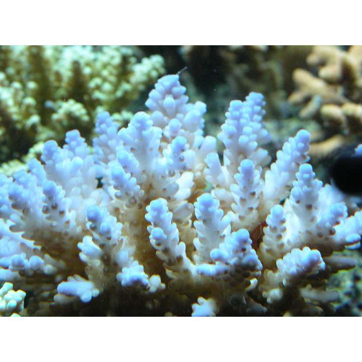 Acropora selago