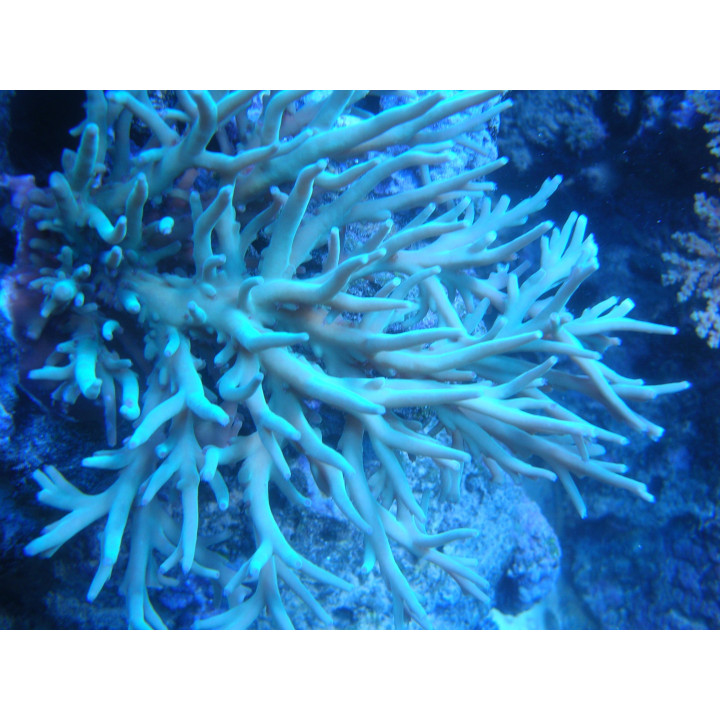 Acropora suharsonoi - Coraux VPC - aquarium sur mesure