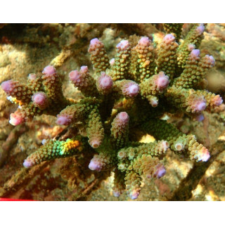 Acropora formosa