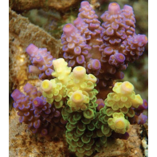 Acropora prostrata