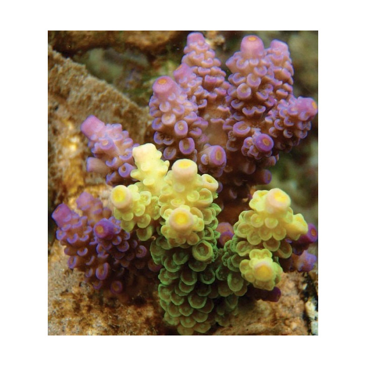 Acropora prostrata