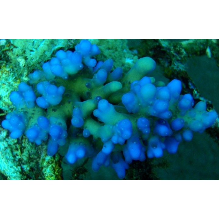 Acropora lokani