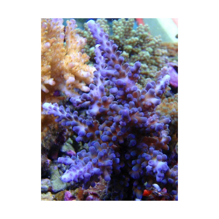 Acropora gomezi- acropora bleu - Coraux VPC - aquarium sur mesure