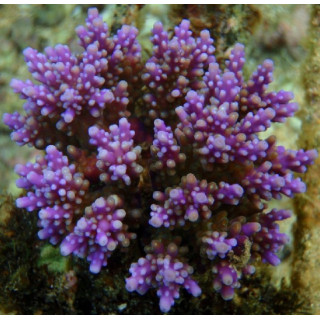 Acropora nana