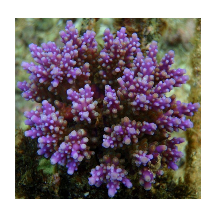 Acropora nana