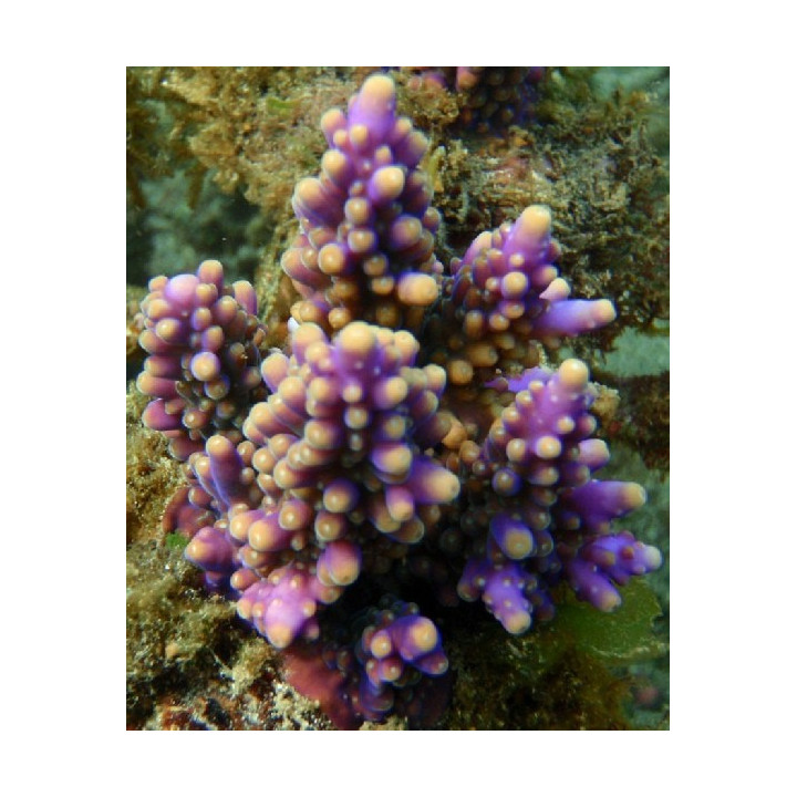 Acropora nana