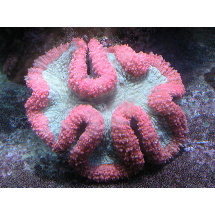 Lobophyllia hemprichi