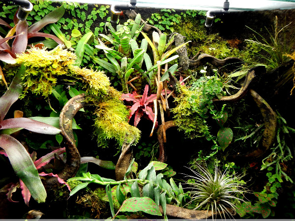 Déco Tropic