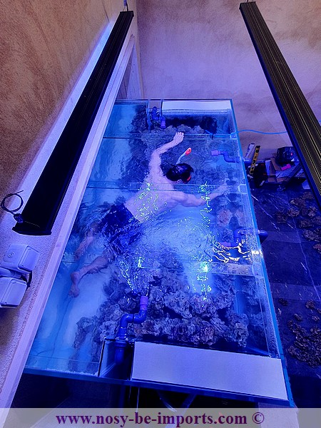 Etude Aquarium