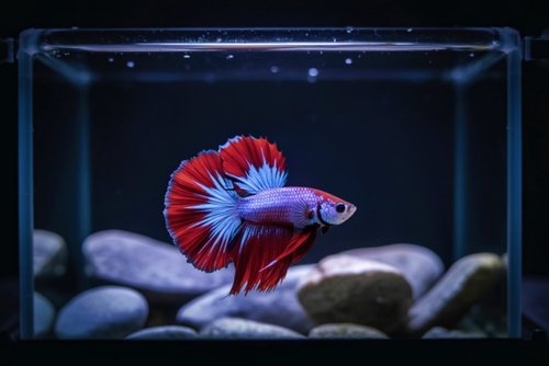 Aquariophilie